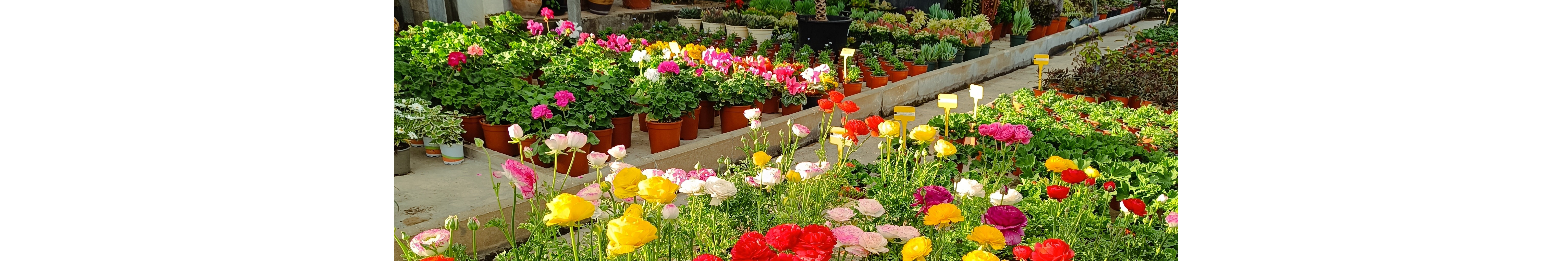 Viveros Sepúlveda | Vivero en Marbella | Garden Center